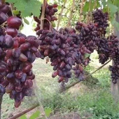 Виноград БАЙКОНУР в Сморгони