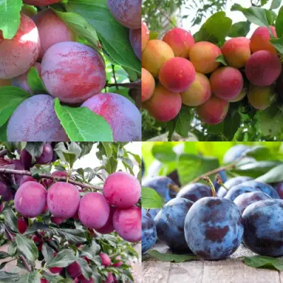 Комплект СЛИВОВЫЙ САД в Сморгони