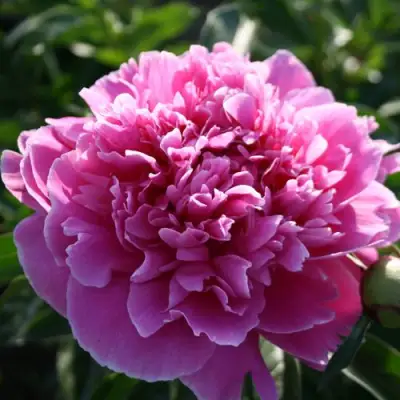 Пион ГОЛУБАЯ ХРИЗАНТЕМА травянистый в Сморгони