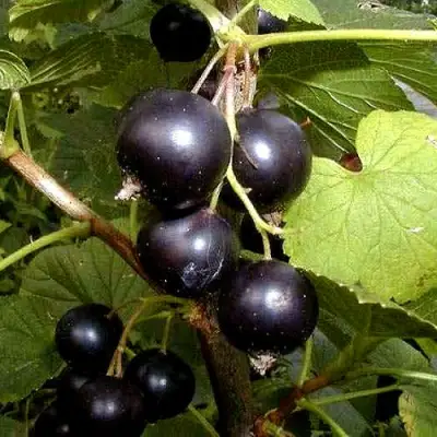 Смородина чёрная БИНАР в Сморгони