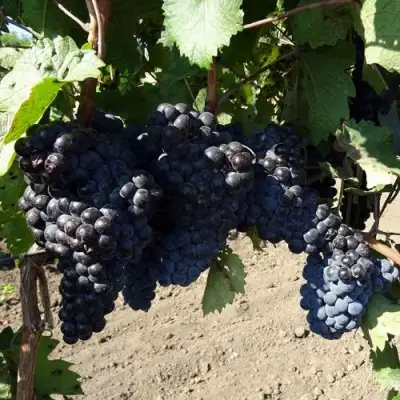 Виноград ДЕНИСОВСКИЙ в Сморгони