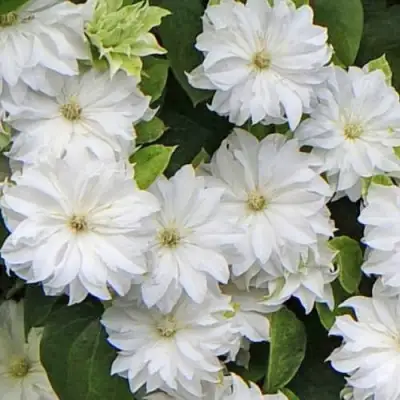 Клематис МАРИЯ СКЛОДОВСКАЯ-КЮРИ в Сморгони