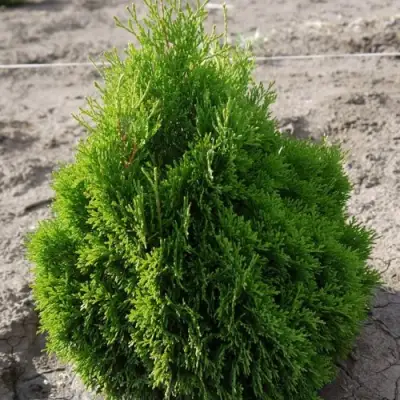 Туя МИКИ западная в Сморгони