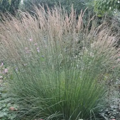 Молиния ХАЙДЕБРАУТ голубая в Сморгони