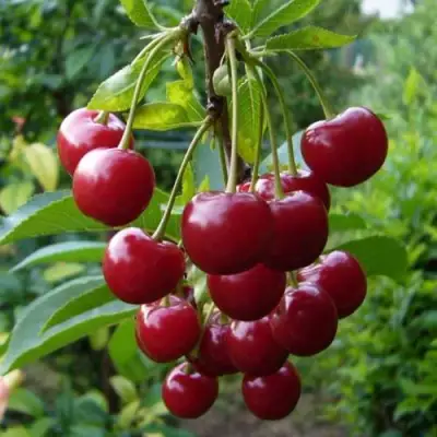 Вишня ВЯНОК в Сморгони