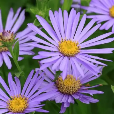 Астра ЛЕДИ ИН БЛЮ в Сморгони