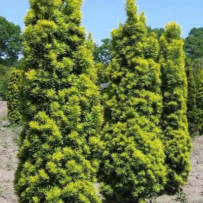 Тис ДАВИД ягодный в Сморгони