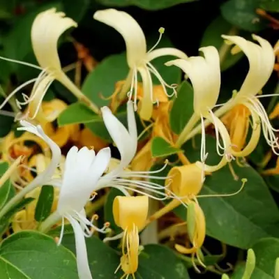 Жимолость ХАЛЛИАНА японская (Хелиана) в Сморгони