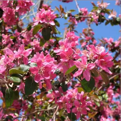 Яблоня ХЕЛЕНА декоративная в Сморгони