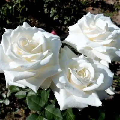 Роза БОИНГ чайно-гибридная в Сморгони