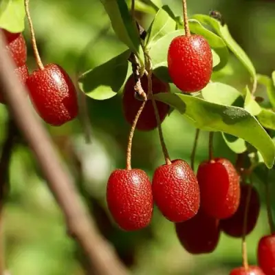 ГУМИ (ЛОХ МНОГОЦВЕТКОВЫЙ) в Сморгони