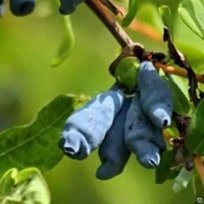 Жимолость съедобная ПУШКИНСКАЯ в Сморгони