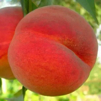 Персик МАЙСКИЙ ЦВЕТОК в Сморгони