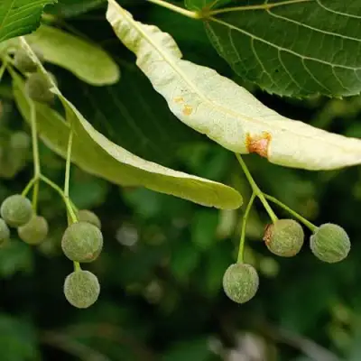 Липа сердцевидная в Сморгони