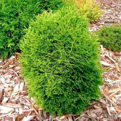 Туя ВОТЕРФИЛД западная в Сморгони