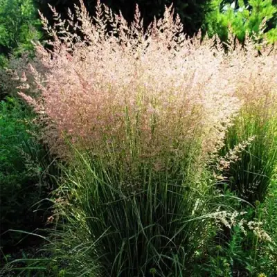 Молиния ФОНТЕЙН тростниковая в Сморгони