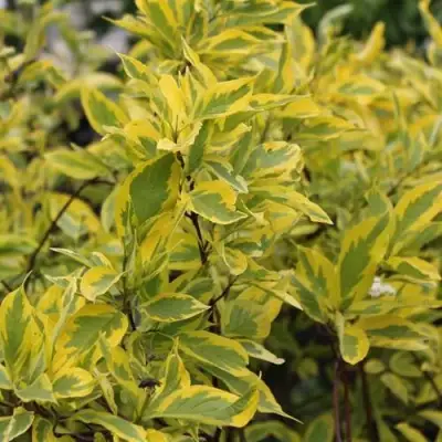 Дерен ШПЕТА белый в Сморгони