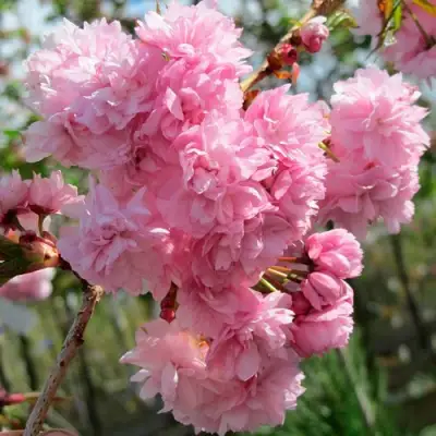 Сакура КИКУ ШИДАРЕ в Сморгони