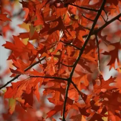 Дуб болотный в Сморгони