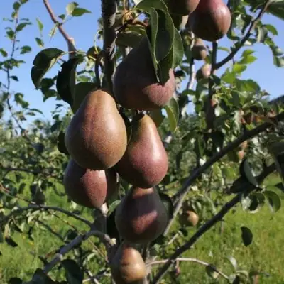 Груша БРЯНСКАЯ КРАСАВИЦА в Сморгони