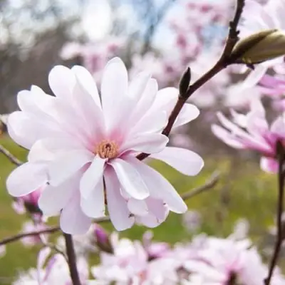 Магнолия РОЗЕЯ в Сморгони