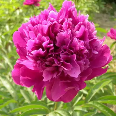 Пион КИТАЙСКИЙ ШЕЛК травянистый в Сморгони