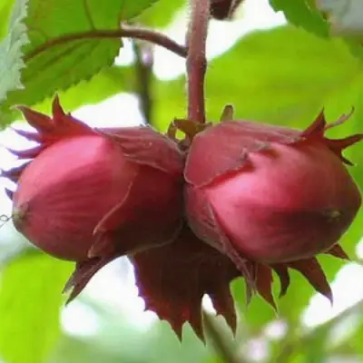 Фундук АЙВЕНГО в Сморгони