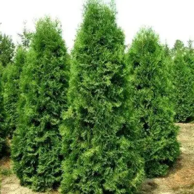 Туя ПИРАМИДАЛИС КОМПАКТА западная в Сморгони