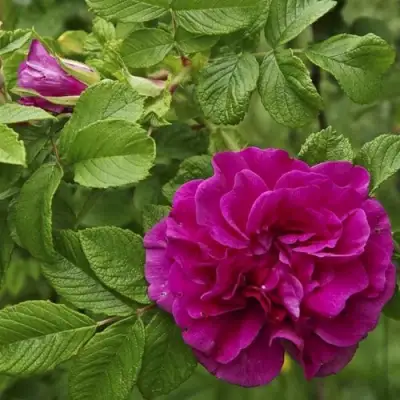 Шиповник ХАНСА в Сморгони