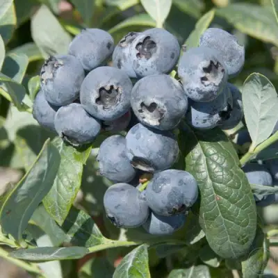 Голубика БРИГИТТА в Сморгони