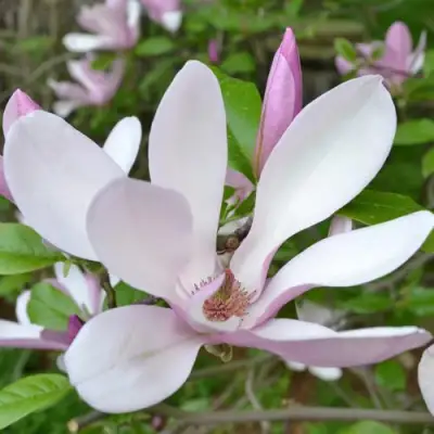 Магнолия ДЖОРДЖ ГЕНРИ КЕРН в Сморгони