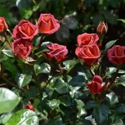 Роза ЧОКОЧИНО спрей в Сморгони