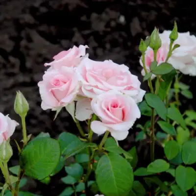 Роза ФЛАМИНГО чайно-гибридная в Сморгони