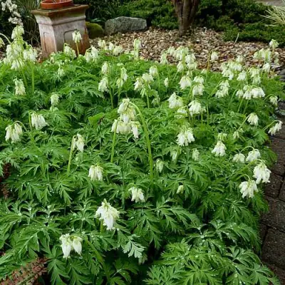 Дицентра красивая АВРОРА в Сморгони