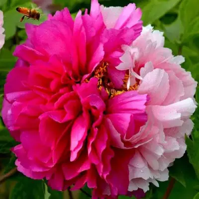 Пион ДВЕ СЕСТРЫ древовидный в Сморгони