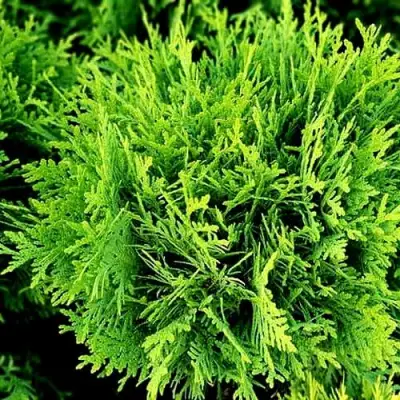 Туя ДАНИКА западная в Сморгони