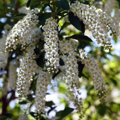 Черемуха виргинская ШУБЕРТ в Сморгони