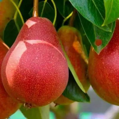 Груша ГЕРА в Сморгони