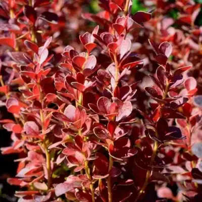 Барбарис ВУЛКАНО тунберга в Сморгони