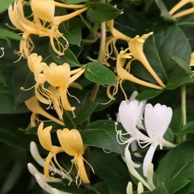 Жимолость ХАЛЛИАНА японская (Хелиана) в Сморгони