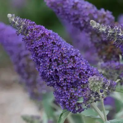 Буддлея НАНО ПЕРПЛ  в Сморгони