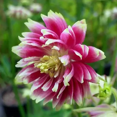 Аквилегия БАРЛОУ НОРА гибрид МакКаны в Сморгони