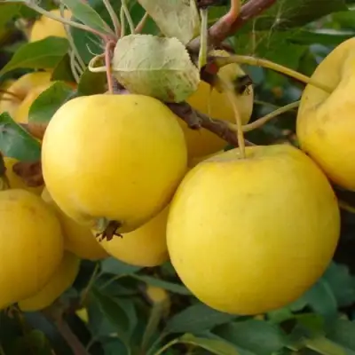 Яблоня УРАЛЬСКОЕ НАЛИВНОЕ в Сморгони