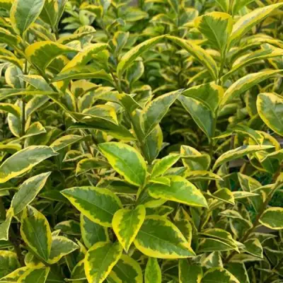 Бирючина АУРЕУМ овальнолистная в Сморгони