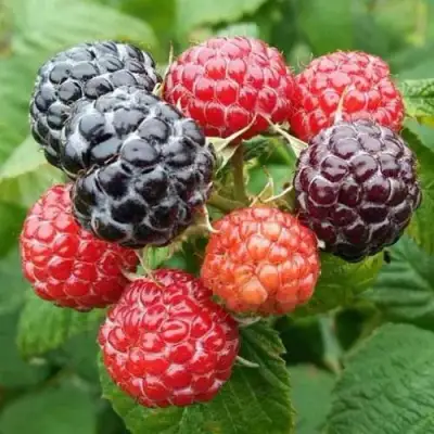 Малина БРИСТОЛЬ в Сморгони