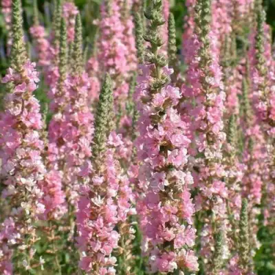 Дербенник БЛАШ иволистный в Сморгони