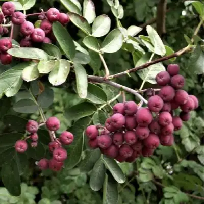 Рябина ДЕСЕРТНАЯ МИЧУРИНА сладкоплодная в Сморгони