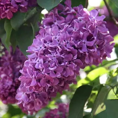 Сирень КАПИТАН ГАСТЕЛЛО в Сморгони