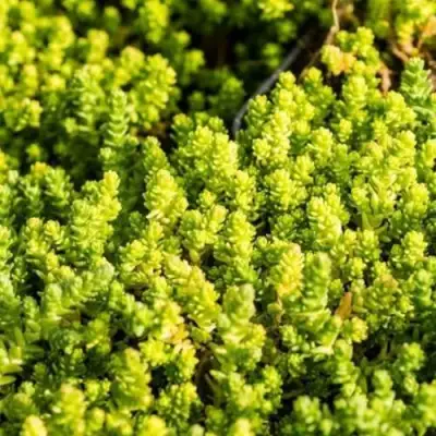 Очиток (седум) ЙЕЛЛОУ КВИН едкий в Сморгони