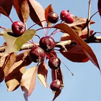 Яблоня РОЯЛТИ декоративная в Сморгони